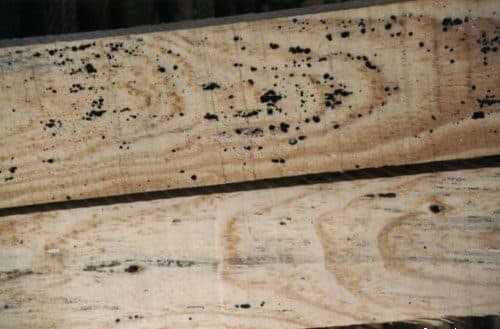 Le bois présente des moisissures (noires)