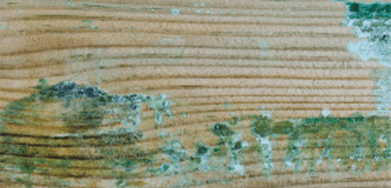 Le bois présente des remontées de sels (vert de gris)